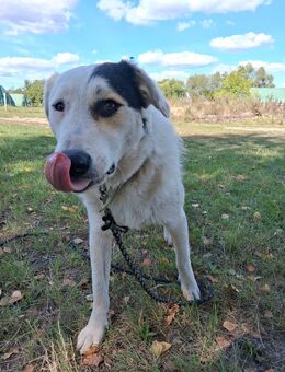 Familienhund Rüde, Jack 1,5 Jahre alt, ca 45 cm , kastr. sucht ein Zuhause - Hohe Börde