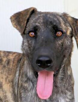 ZEDDIANI - wunderschön - groß - nett !!! - Regensburg