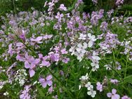 Nachtviole Samen Hesperis matronalis Für Schmetterlinge - Kall