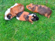 Meerschweinchen Männchen - Bissendorf