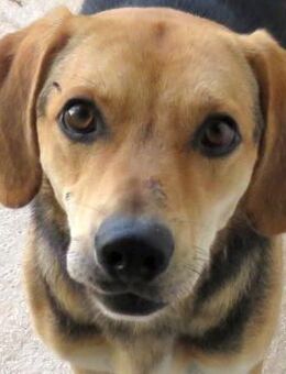 Teddy 11 -ist im Tierheim gestresst- - Oldenburg