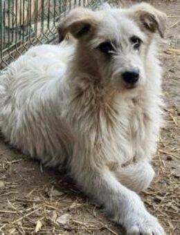 Schlappohr Jumper sucht seine Familie - München