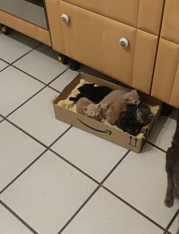 5 Kitten suchen neues Zuhause - Aachen