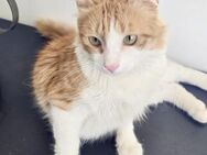 Hector - ein absoluter Darling - Kirchheim (München)
