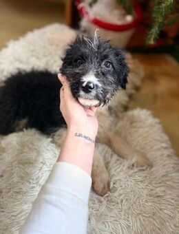 Lizzy - Welpin mit großem Entdeckerherz - Gerlingen