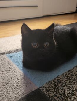 Ich suche ein liebevolles Zuhause - Nordhorn Zentrum