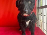 ❤️ kleiner Herzensbrecher KIKO ❤️ - Mamming
