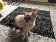 Bengal Kitten Reinrassig Snow Lynx, Silver und Silver Charcoal mit toller Zeichnung Abgabe ab Juni - Werther (Westfalen)
