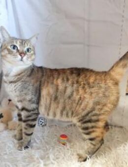 Liella aus dem Tierschutz - Grevenbroich