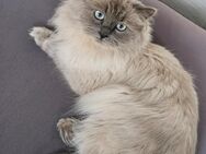 Perser Kater - Erftstadt