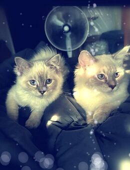 RAGDOLL KITTEN/Junge und Mädchen frei - Gochsheim