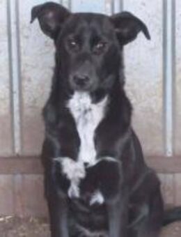 Nelu braucht neuen Mut 🐾 - Elsdorf (Nordrhein-Westfalen)