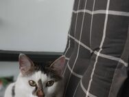 Maincoon Mix Mädel - Duisburg