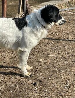 🧡 Rico sucht sein Glück! 🧡 - Eislingen (Fils)