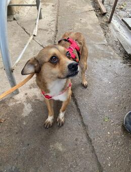 Zeus der kleine Clown - Rambin