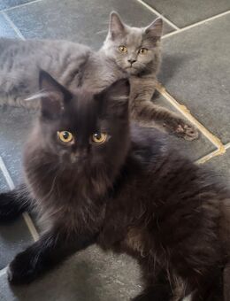 BLH /Maine Coon Kitten - Herne