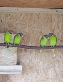 Pflaumenkopfsittiche in 29565