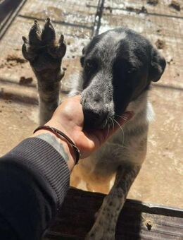 B679 Straßenhündin sucht Bett - Neuberg