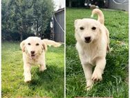 🩷 Bella & Rexa 🩷 suchen ein Zuhause! - Ovelgönne