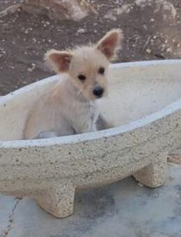 Lupe kleiner Welpe braucht Sie Ho - Ludwigshafen (Rhein)