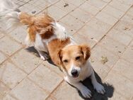 🌼Neugierige Nellie sucht ein Zuhause🐶 - Eislingen (Fils)