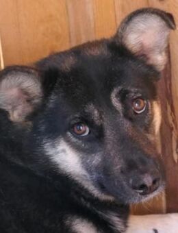 Schüchterne, wunderschöne Neja - Kallmünz