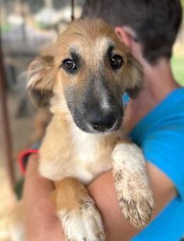 ALBONA ~ liebevolle Zuckerschnute - Duisburg