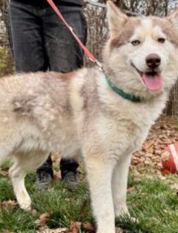 Rusty Huskymix Rüde 6 Monate in HU - Reutlingen