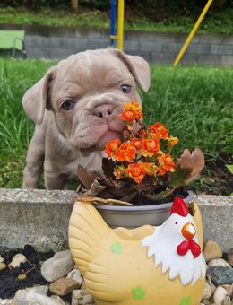 Französische bulldogge welpen - Siegen (Universitätsstadt)