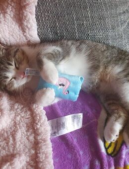 Bkh/Ekh Kater - Malsfeld