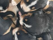 Appenzeller Sennenhund Welpen im schönen tricolor (Schwarz-Weiß-Braun) abgabebereit ab Juli - Lemgo