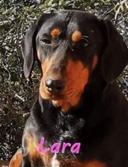 Unsere Lara sucht ihre Menschen! - Oberhausen