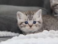 Bhk kitten suchen neue zuhause - Krefeld