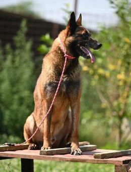 YALE - intelligenter Traumhund - Linden (Hessen)