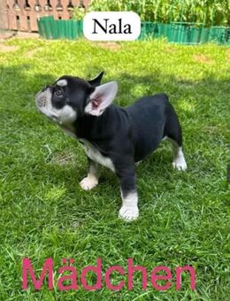 Französische Bulldoggen Welpen abgabebereit! - Lüdinghausen