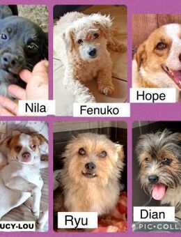 Kleine Hunde bis 45cm suchen Zuhause - Neuhausen (Fildern)