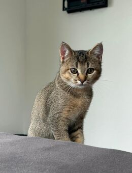 Unsere Mini sucht ein Zuhause - Heidelberg
