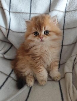 Weinachten süße Kittis - Genthin