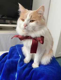 BLH Maine Coon Mix Kater - Berlin Marzahn-Hellersdorf