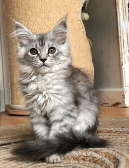 Zuckersüßes Maine Coon Babys. - Moers