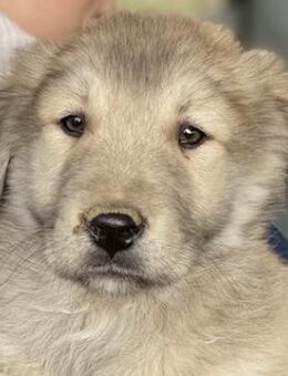 Jako, geb. ca. 09/2023, Griechenland - Markdorf