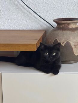 BKH Katze - Bochum Hustadt