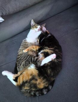 Geschwisterpaar inkl Zubehör - Bergneustadt