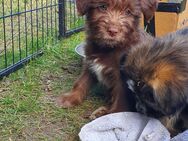 Einzigartige Welpen, Goldendoodel / Westerwälder Kuhhund x griechischer Hütehund /Bracke Mix