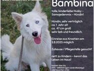 Bambina - kinderliebe, junge Hündin! - Duisburg