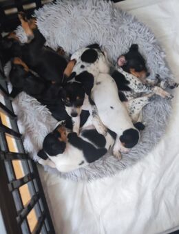 Immer die letzten- Pinscher-Mix-Welpen süße Racker suchen ein Zuhause✨ - Friedrichshafen
