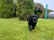 Labrador-Golden Retriever Therapiehunde Schulhunde Kiahunde - Willebadessen