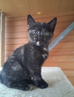 Junge Katze weiblich vom Hof. - Reichshof