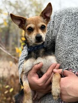 Harmat -will endlich ihre Familie finde - Köln