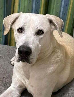 Murray sucht ein Zuhause als Einzelprinz - Berlin